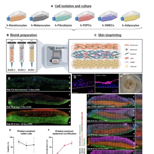 生物3D打印人类皮肤，同时打印6种细胞极为罕见，“数量”也是一种创新