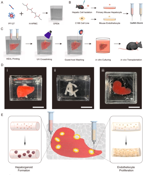Biomaterials|在具有功能化球体、肝静脉结构和增强的移植后血管形成的新型支持培养基中进行肝脏生物打印